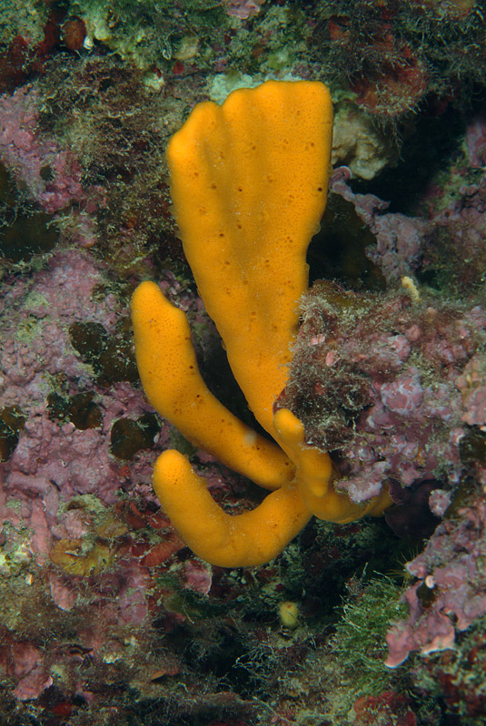 Axinella polypoides Schmidt, 1862